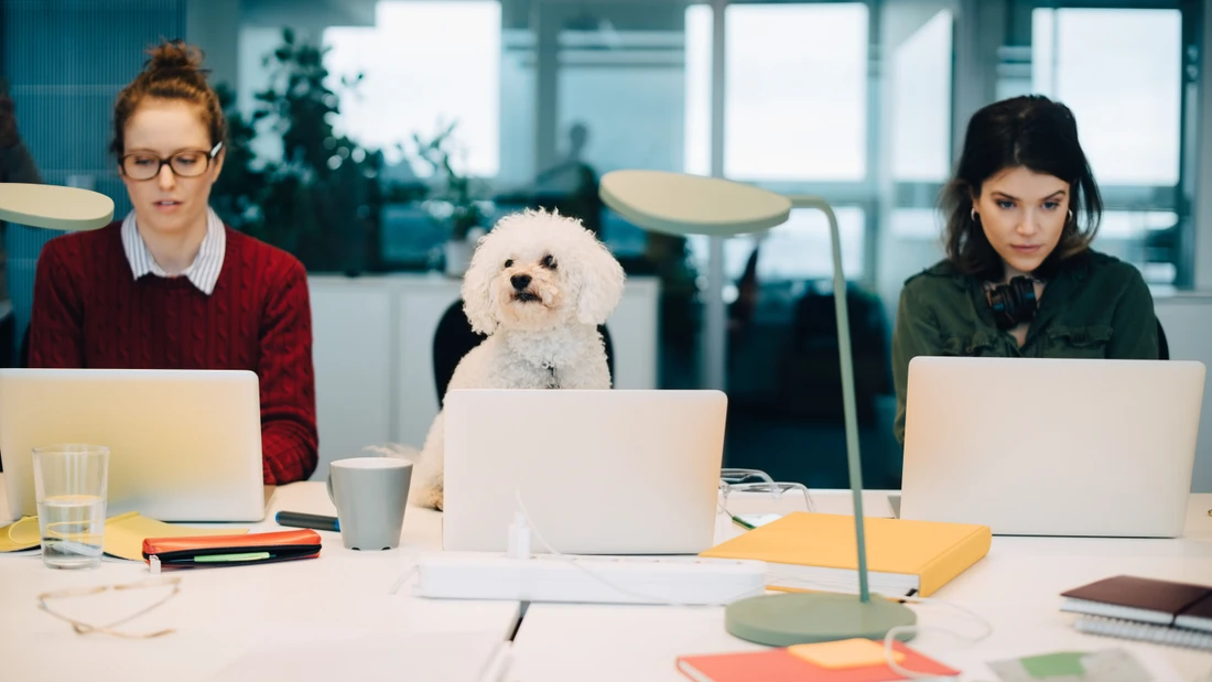 Können das Wohlbefinden steigern: Hunde im Büro