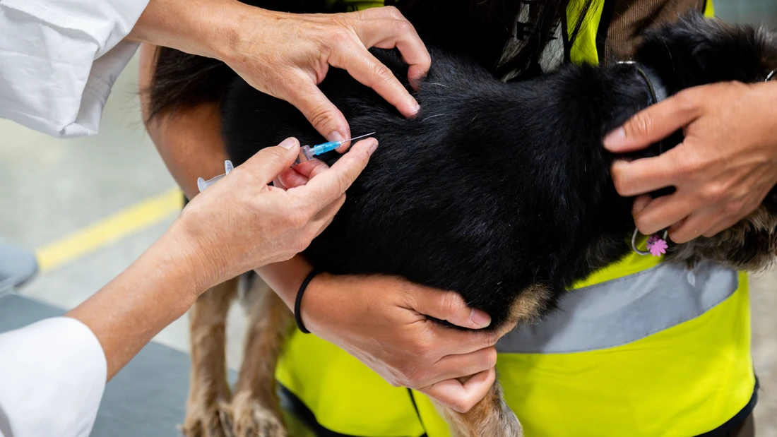Auch in Deutschland gibt es Hilfe, unter anderem den Verein Soziale Tier-Not-Hilfe Frankfurt. Hier erhält ein Hund in der U-Bahn Station Hauptwache eine Impfung, die Herrchen oder Frauchen nicht zahlen könnten.