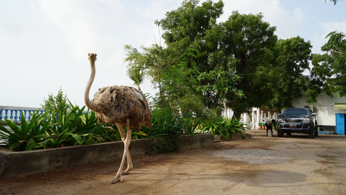 Parkplatzwächter: ein Strauß vor dem Hotel Le Golfe