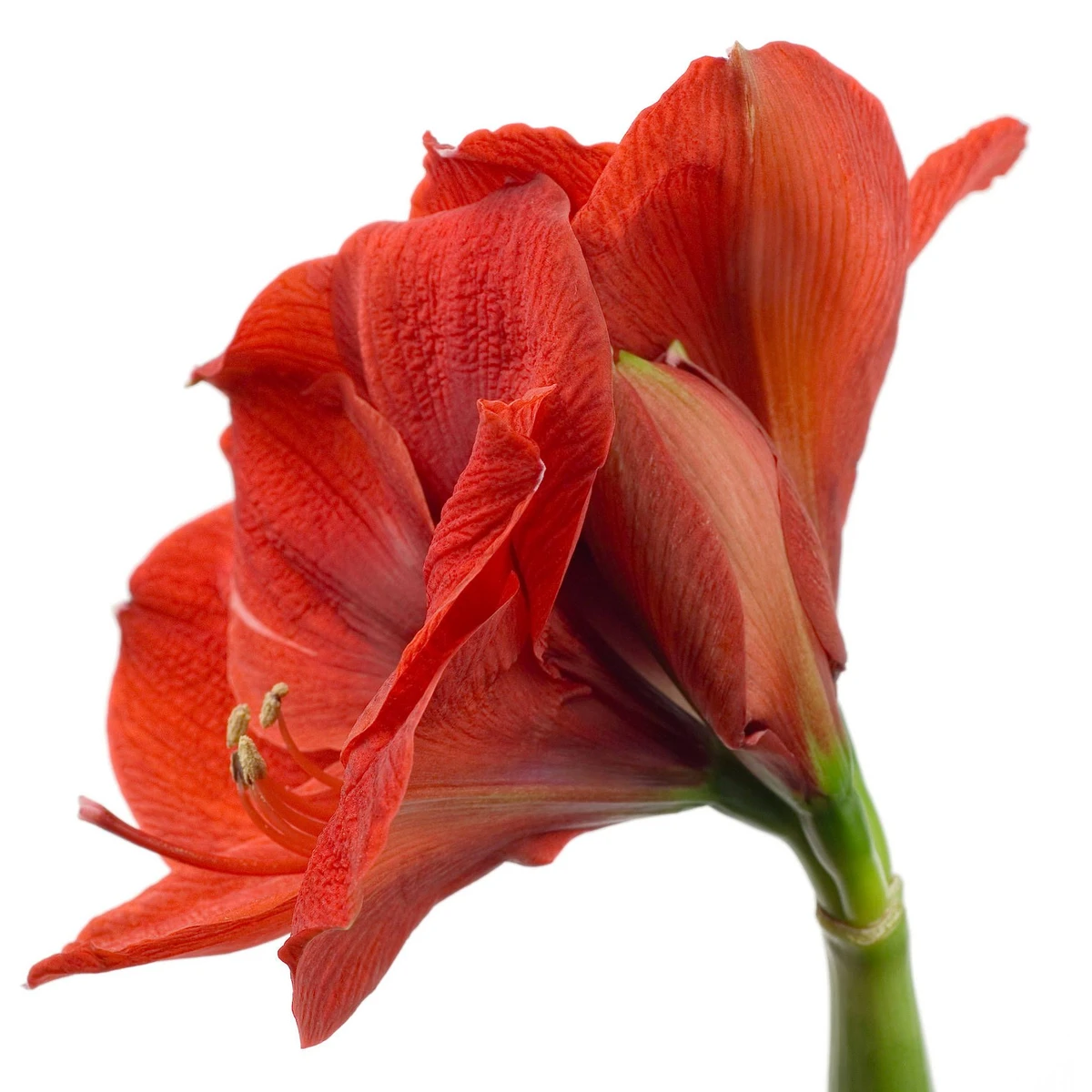 Das sind die schnsten Pflanzen und Blumen an Weihnachten | FAZ