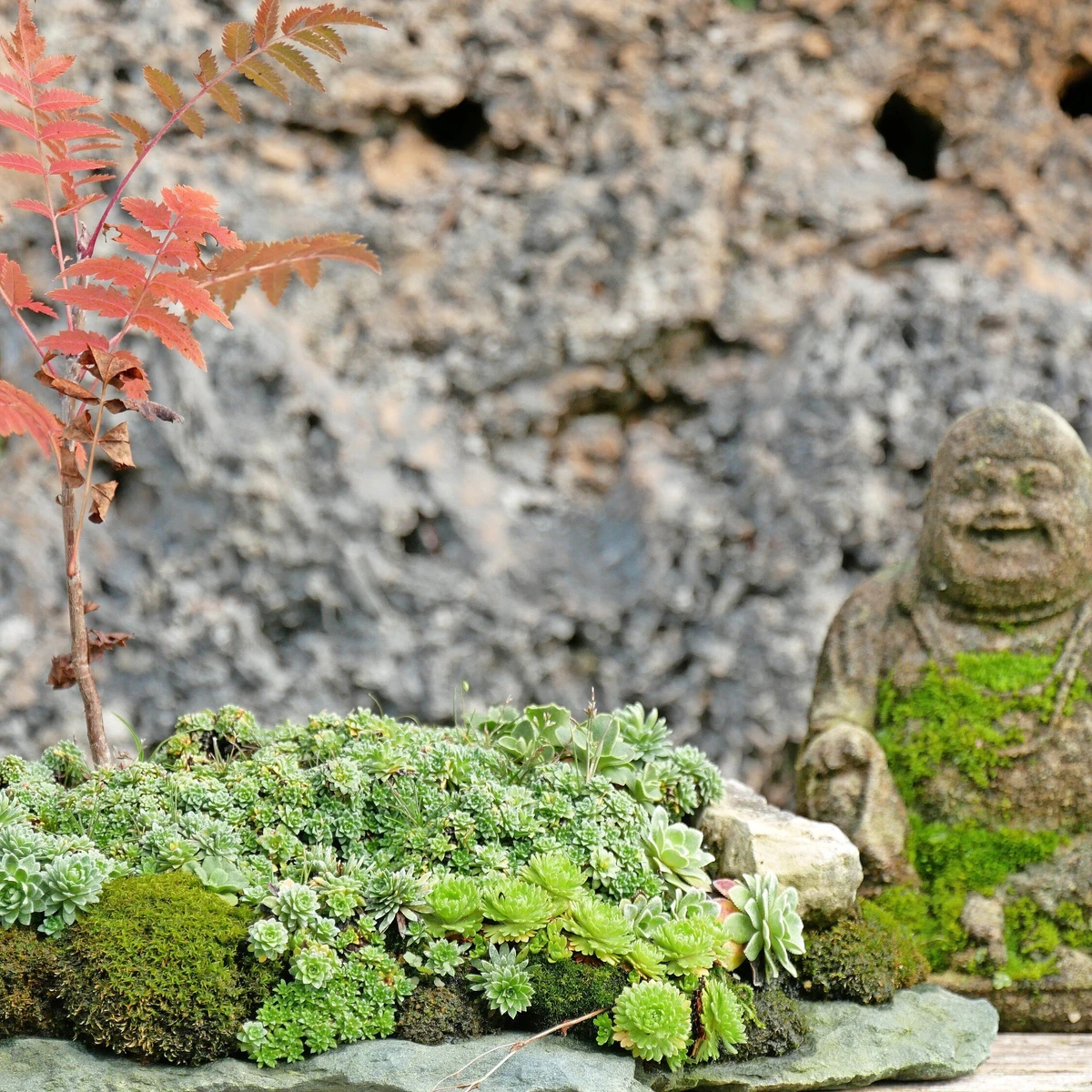 luxury bonsai WOOD AND SYNTHETIC BONZAI SMALL – Chora Barefoot Luxury Living main image 1