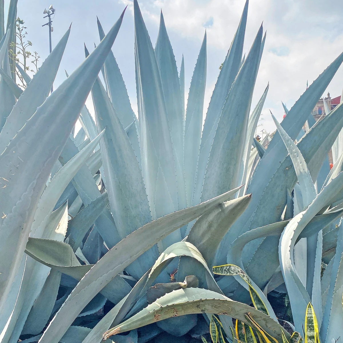 agave blue ember Agave Blue Ember – Beaultiful Desert Plants main image 0