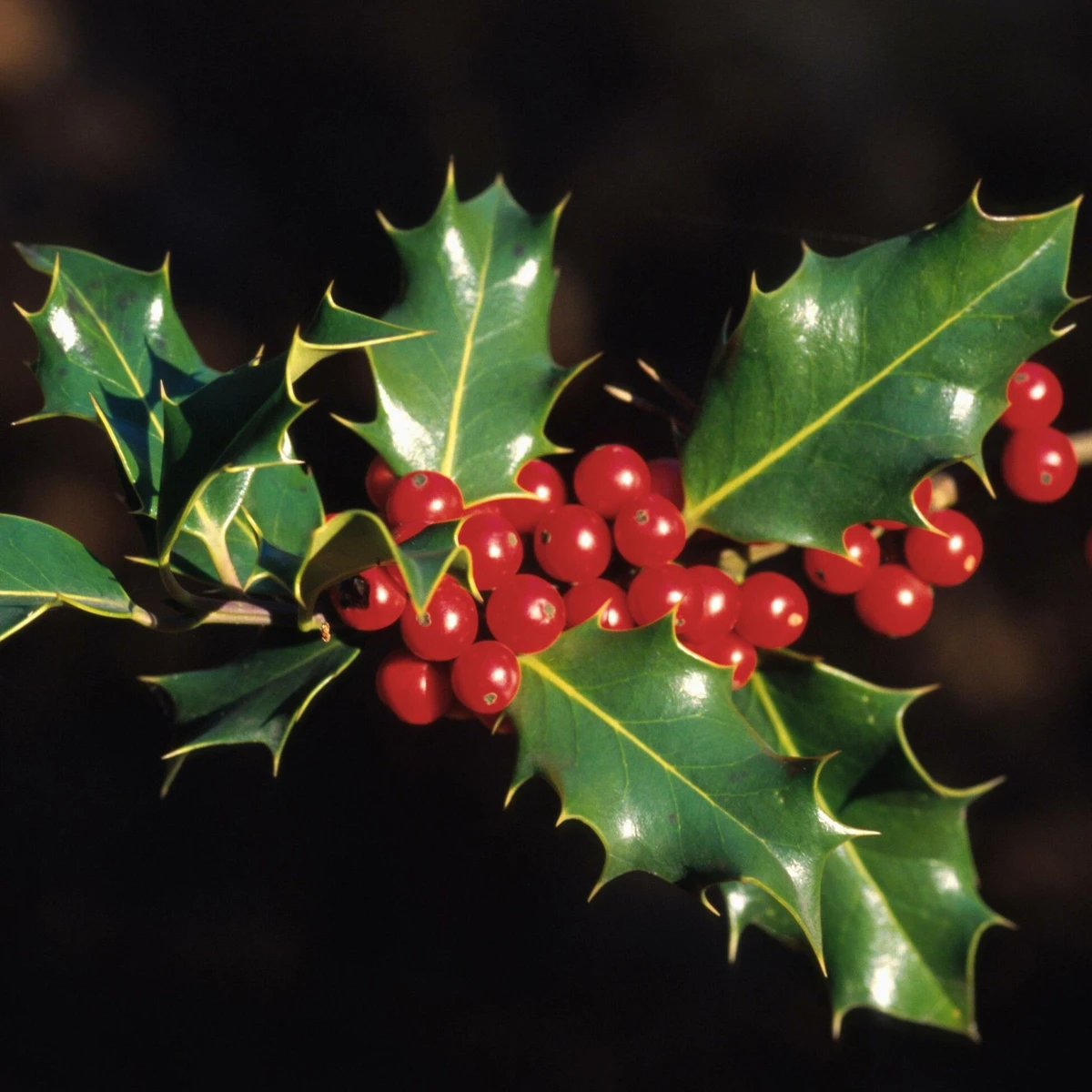 Ilex aquifolium ist weihnachtlicher als jeder Tannenbaum | FAZ