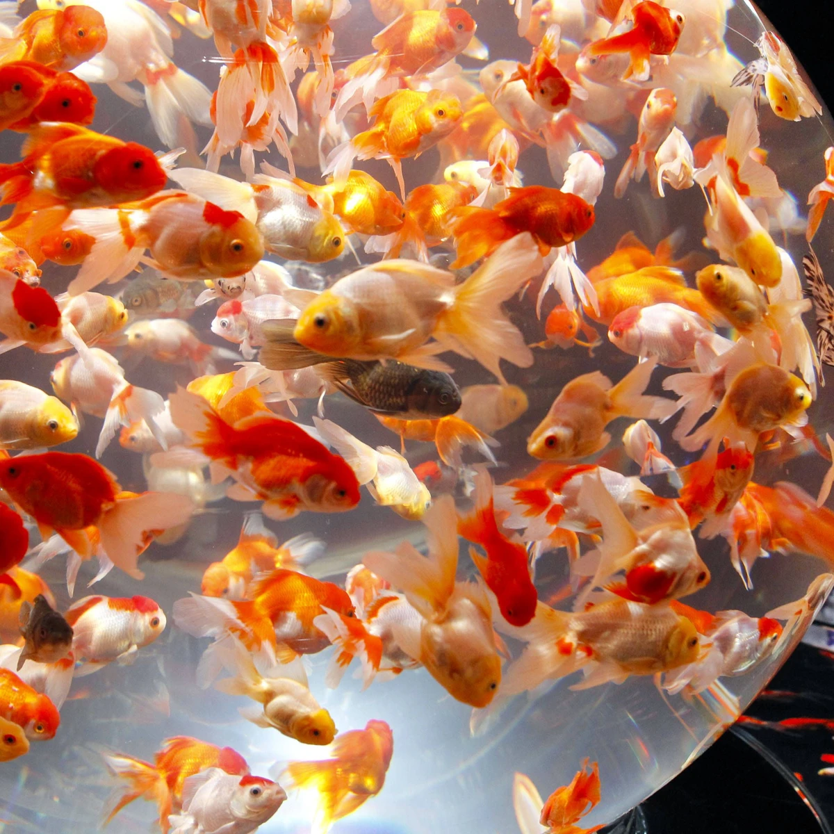 Feuilleton-Glosse: Der Goldfisch auf der Kunstmesse | FAZ