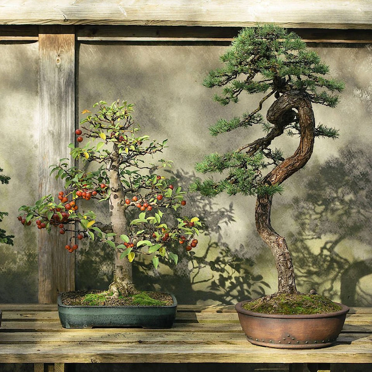 Bonsai liegt im Trend und ist eine bung in Geduld. | FAZ