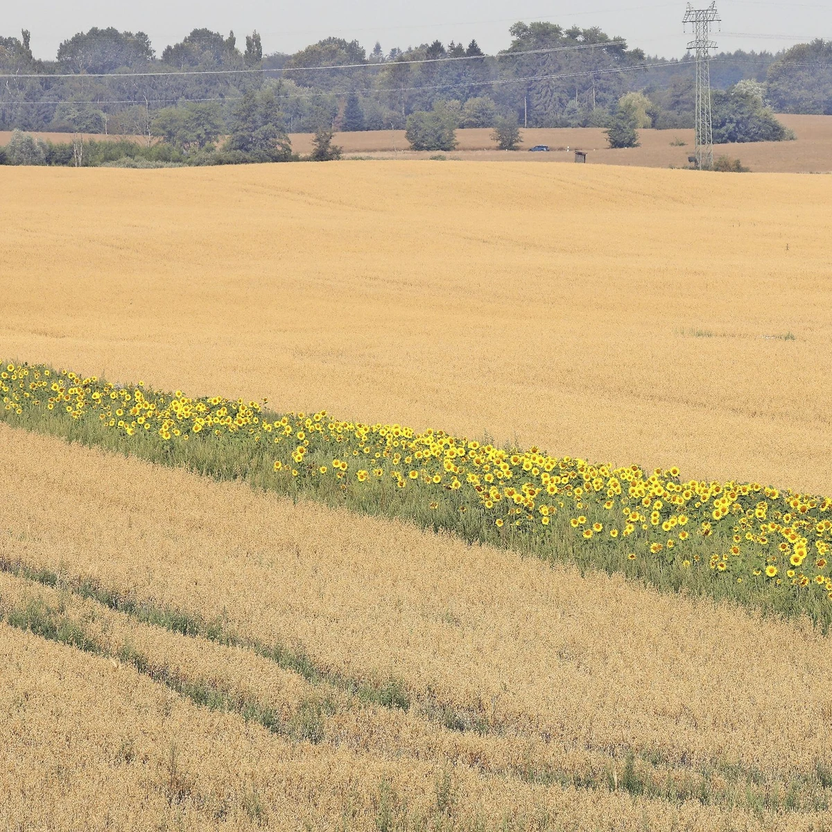 wiesenblumen saatgut Blumensamen "Felgers Augenweide"  Fischer's EM-Chiemgau Online-Shop