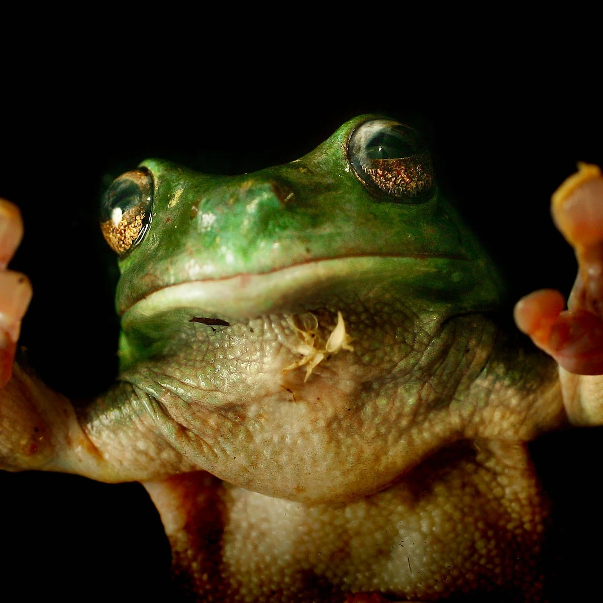 Klettern wie ein Goldener Baumfrosch | FAZ