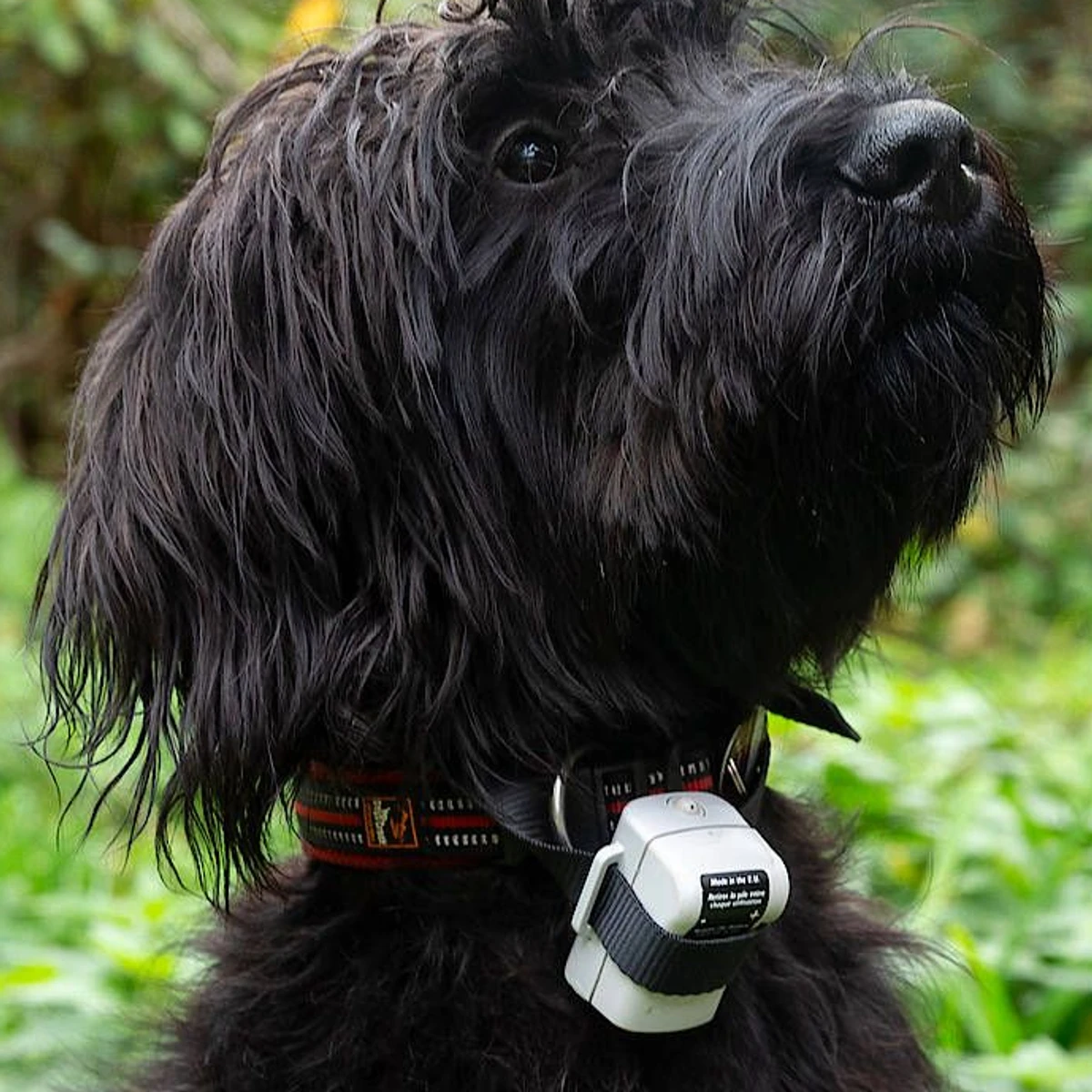 Hundehalsbnder: Wenn der Vierbeiner nicht hren will | FAZ