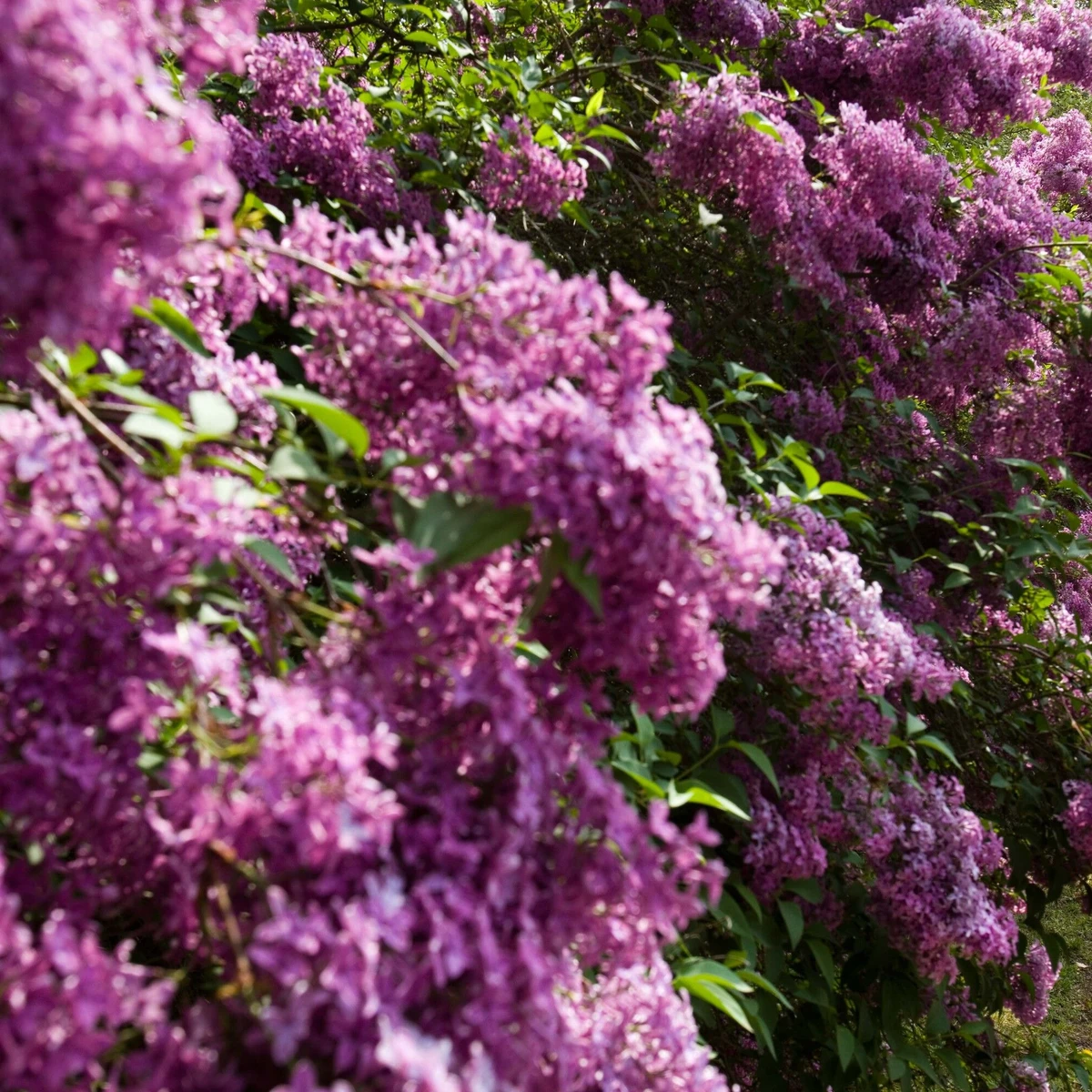 So hält Flieder in der Vase