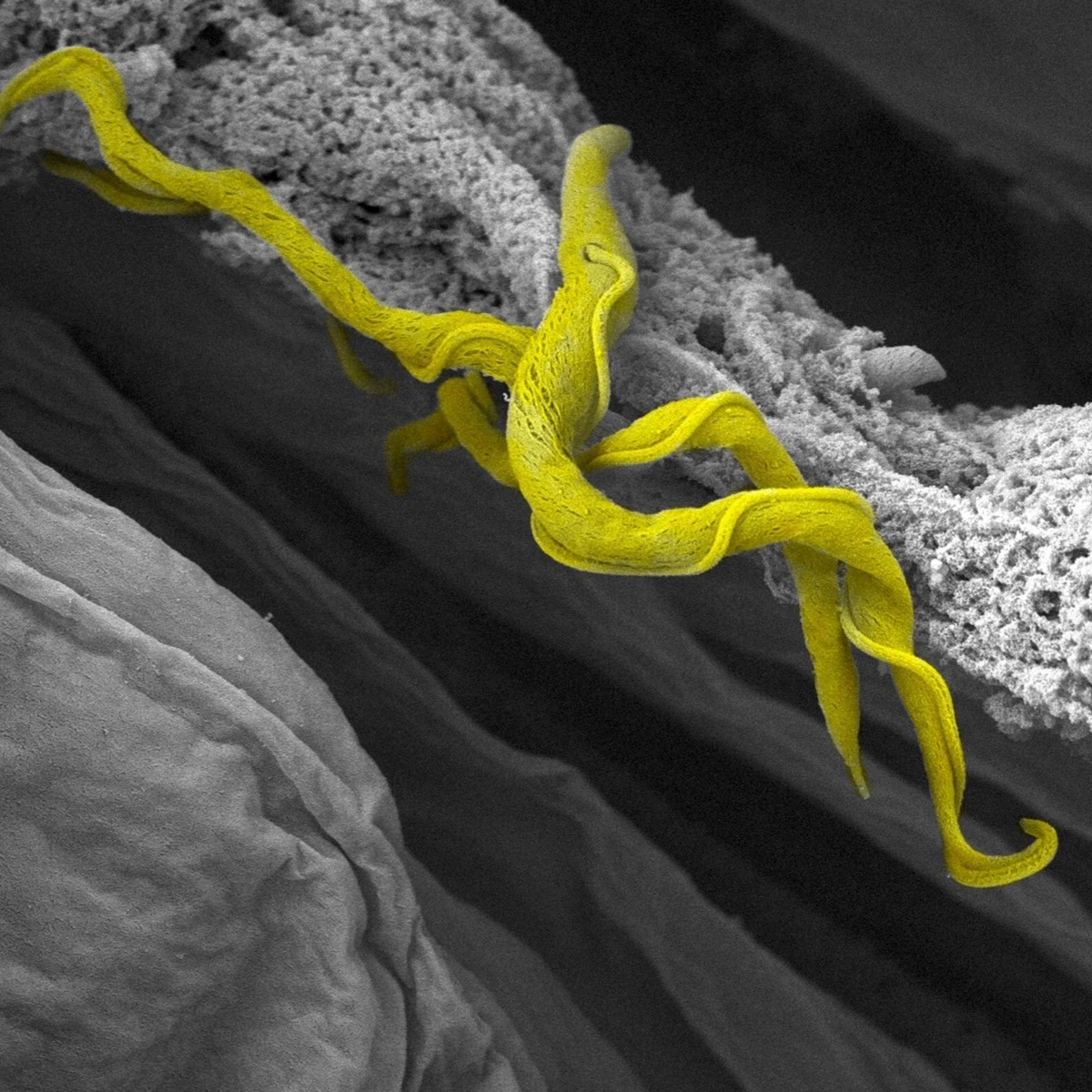 Trump-Kürzungen: Wichtige Biodatenbanken stehen vor dem Aus | FAZ