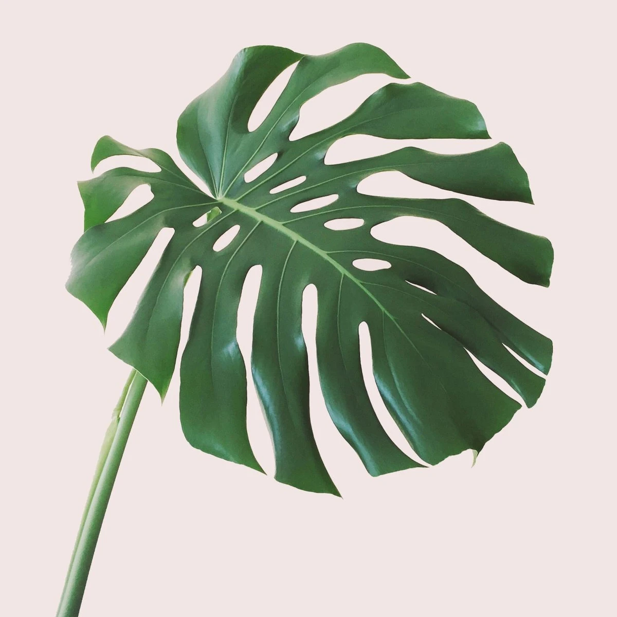Warum die Monstera deliciosa eine echte Ikone ist | FAZ