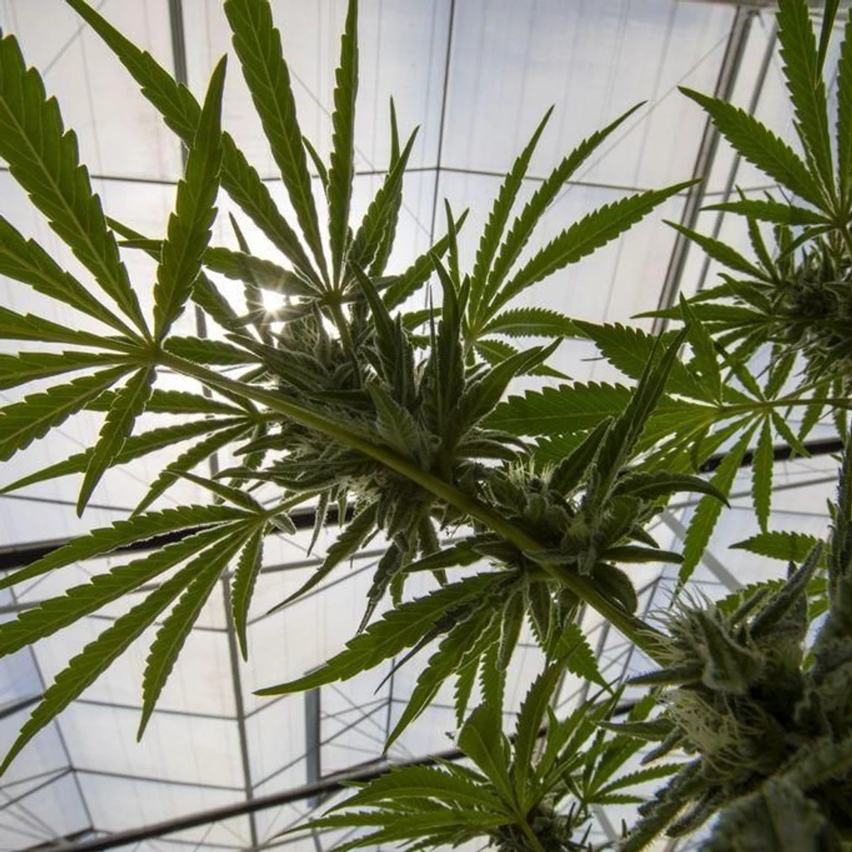 Anlagebetrug mit Cannabis: Ermittlungen gegen Juicyfields | FAZ