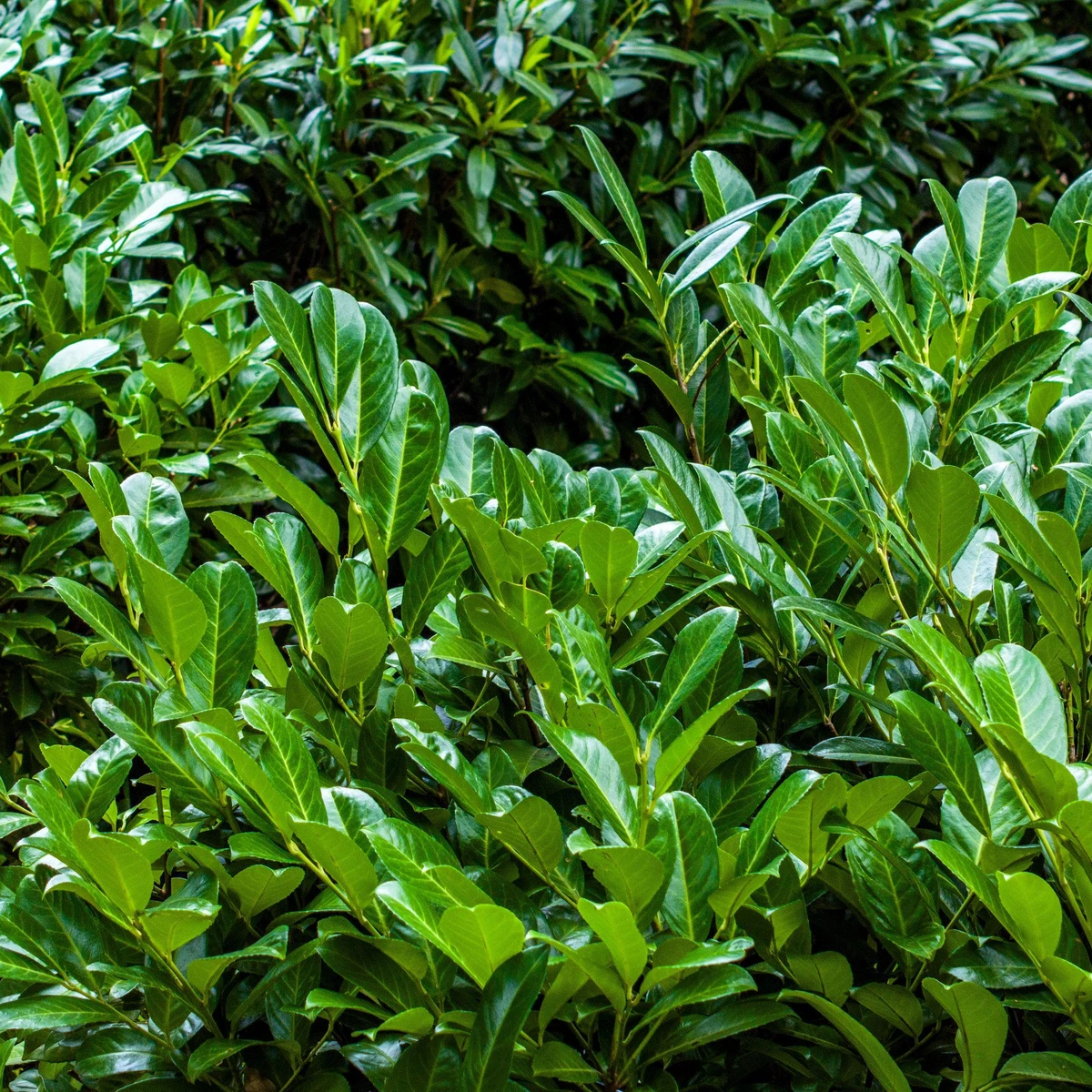 monstera brandtianum Philodendron Brandtianum – INDONESIAPLANTS main image 0