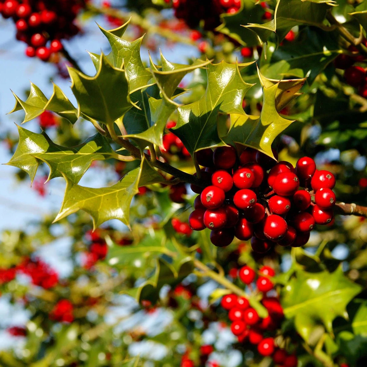 Weihnachtskarriere der Stechpalme: Robust und doch schmuck | FAZ