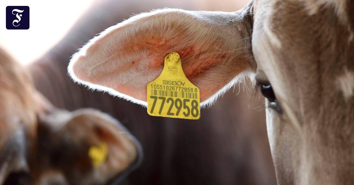Mercosur-Abkommen: Bald keine Fleischimporte mehr aus Brasilien?