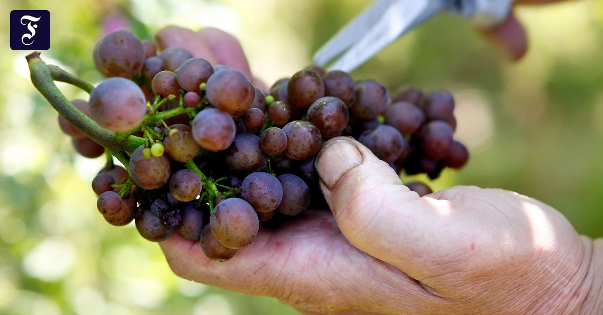 "German Wine Industry 2025: Challenges, Quality Highlights & Future Trends"