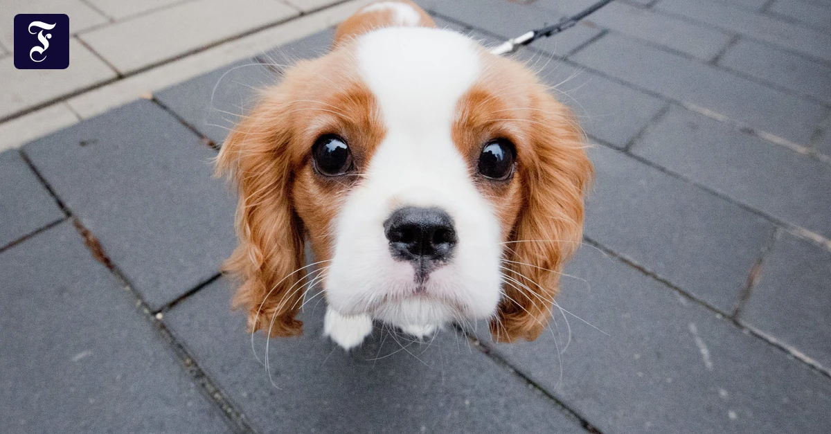 F.A.Z. Podcast Wissen: Verstehen Hunde, was wir ihnen sagen?
