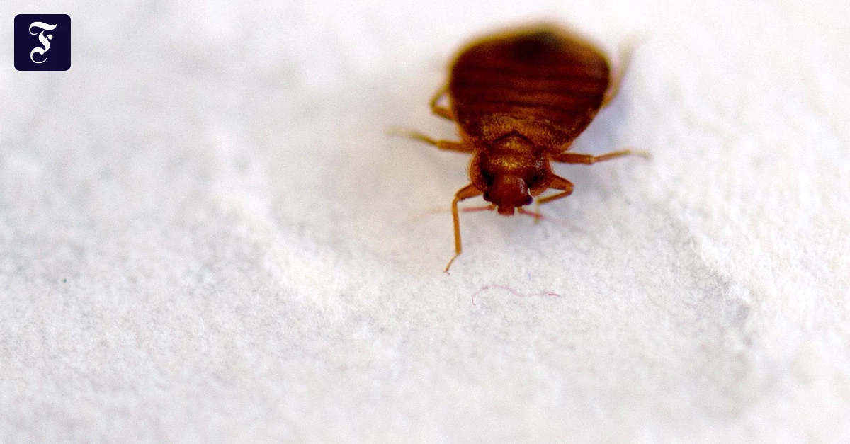 Krabbeltier-Alarm-Pariser-Filminstitut-schlie-t-Kinos-le-wegen-Bettwanzen