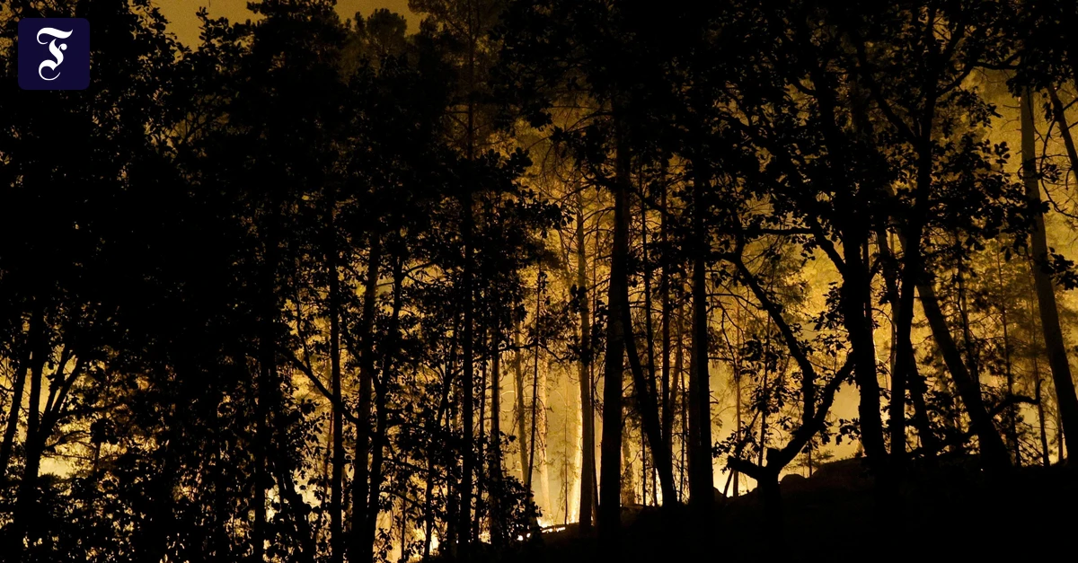 WalDBRAND bei Paris: Feuerwehrmann gesteht Brandstiftung im Wald von Fontainebleau
