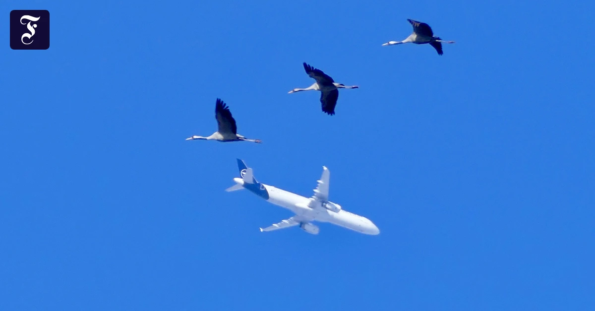 luftige-Begegnung-Kraniche-unter-sich