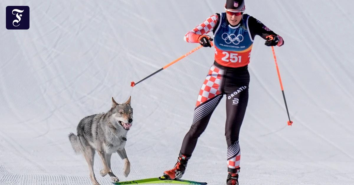 Liveblog Olympia 2026: Hund l&auml;uft bei Skilanglauf auf Rennstrecke | FAZ