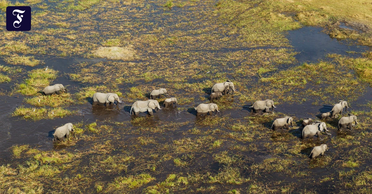 DNA aus den Tropen: Mit einem Teelöffel Schlamm alte Rätsel lösen