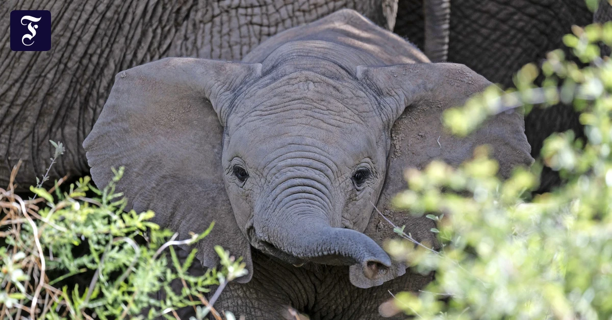 Rund um Johannesburg: Diese Heiterkeit kennt keine dunklen Zeiten