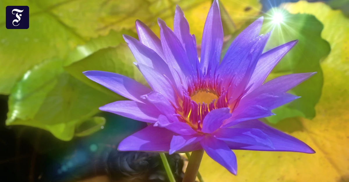 Karibik-Lebensk-nstler-in-der-Karibik