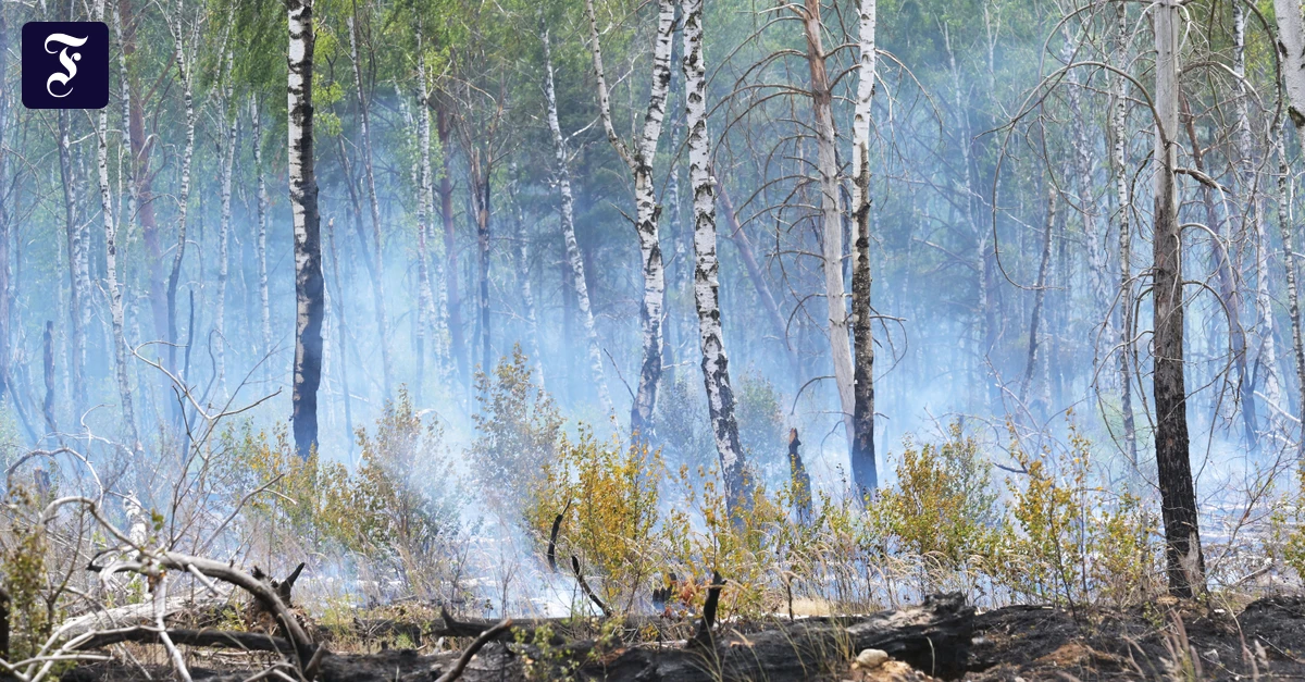 Neuer-Bericht-Die-Zahl-der-Waldbr-nde-hat-sich-in-Deutschland-verdoppelt