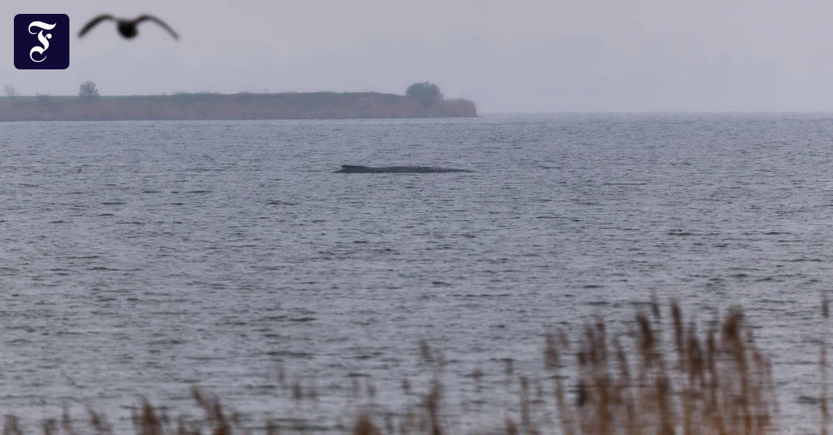 Vor der Insel Poel: Gestrandeter Wal atmet schwächer