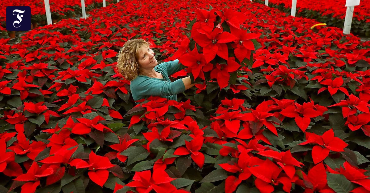 Der Weihnachtsstern als Symbol unserer Wegwerfmentalitt | FAZ