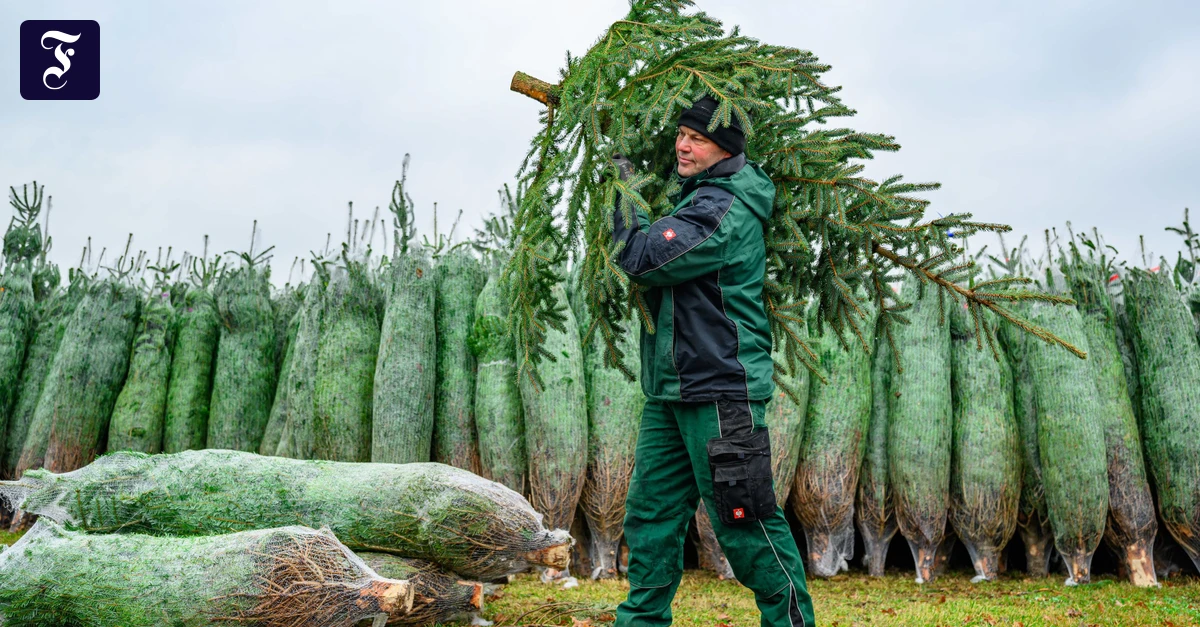 Echt-Bio-oder-Plastik-So-gr-n-ist-der-Tannenbaum