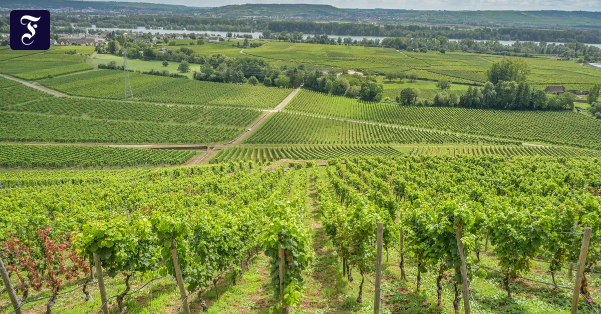 Rheingau: Wie Winzer mit Wassermangel umgehen