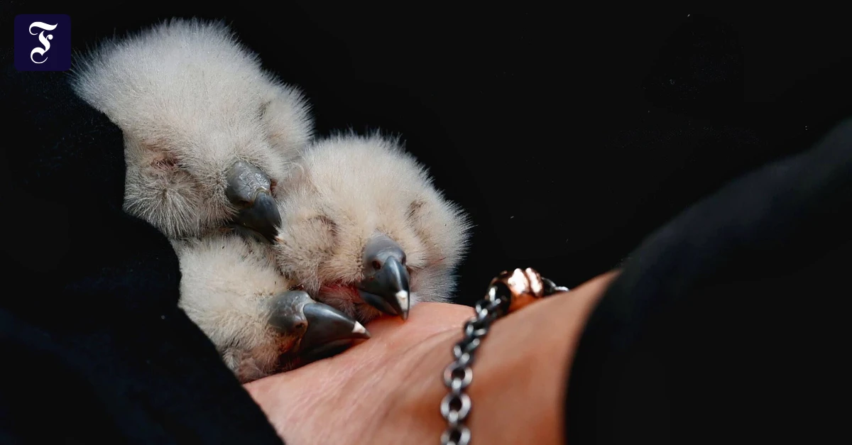 Elisabethkirche Marburg: Nach Kükenrettung: Uhu „Lisbeth“ legt wieder ein Ei