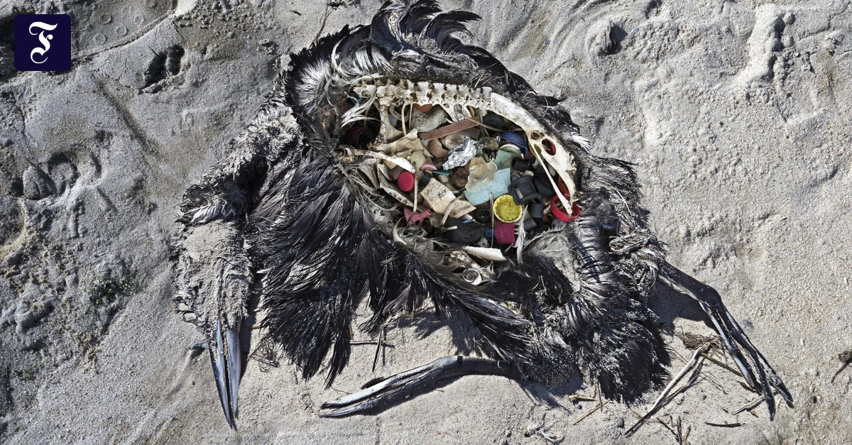 Plastikverschmutzung-L-cher-im-Magen