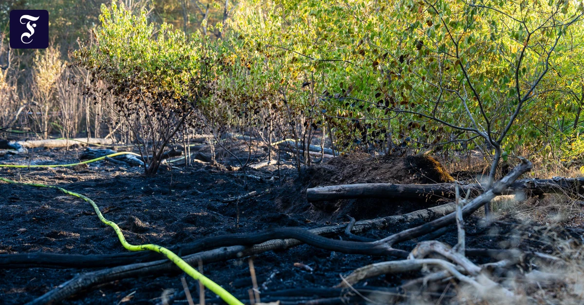Forest fire in Mörfelden-Walldorf: Smoking ban and €1,000 fine