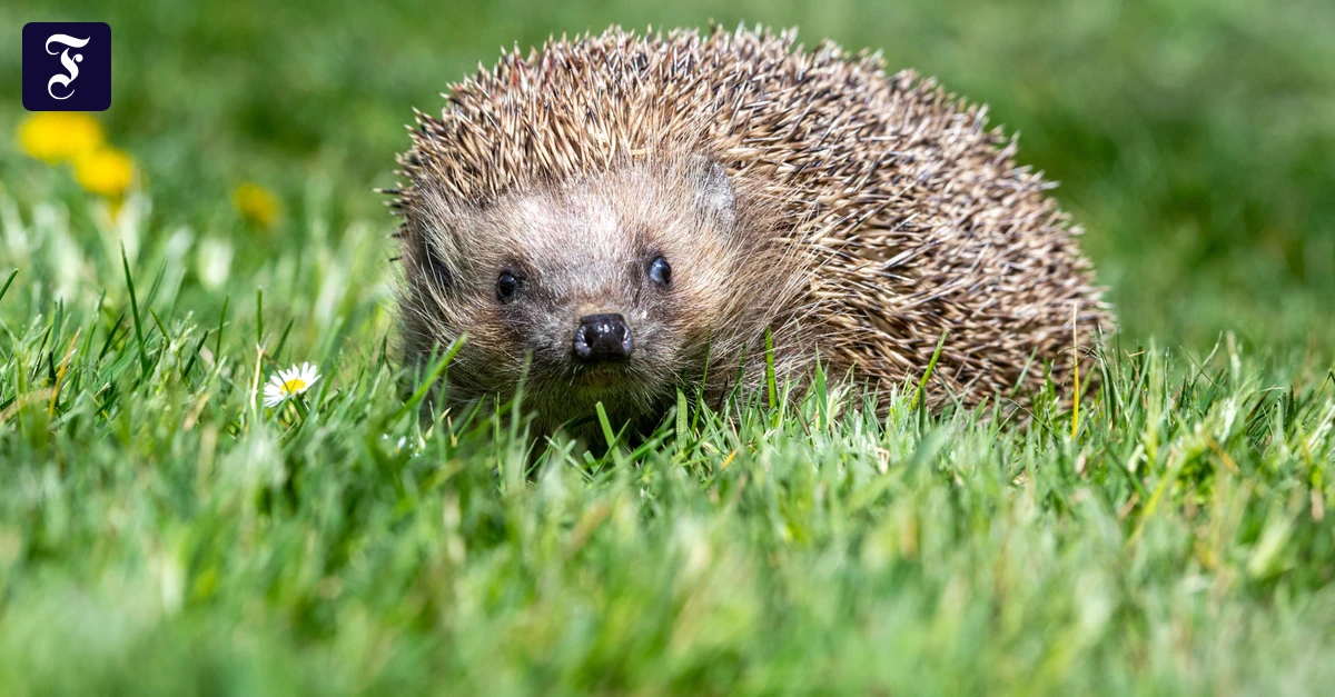 Rhein-Main-Liveblog: Tierschutz: Kreis Gießen erlässt Nachtfahrverbot für Mähroboter