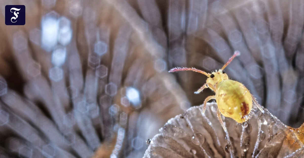 Artensuche-Wir-untersuchen-auch-Dachrinnen-