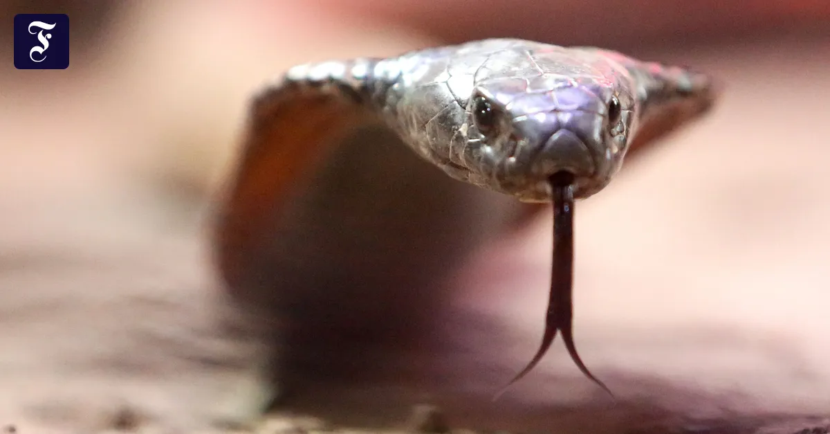 German tourist dies after snakebite in Egypt