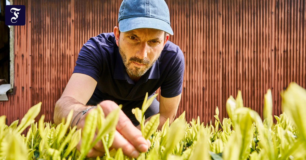 Teeland Japan: Sechs Stunden Handarbeit für 400 Gramm