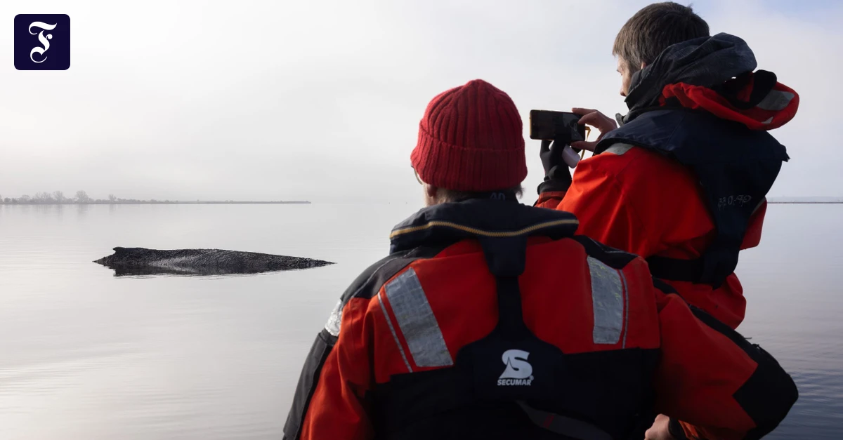 Mensch und Tier: Der Wal als Wille und Vorstellung