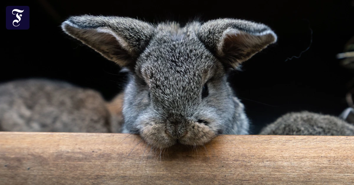 Shitstorm-Familien-Influencerin-setzt-ihre-Kaninchen-im-Wald-aus