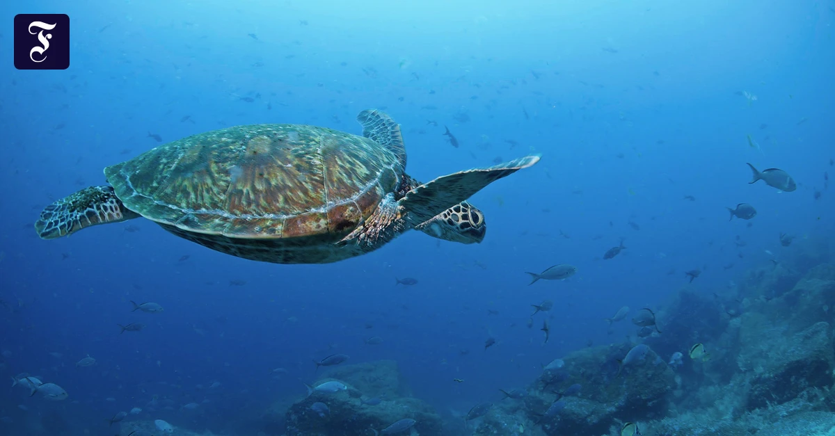 Abkommen-zum-Hochseeschutz-Wie-Donald-Trump-nach-der-Tiefsee-greift