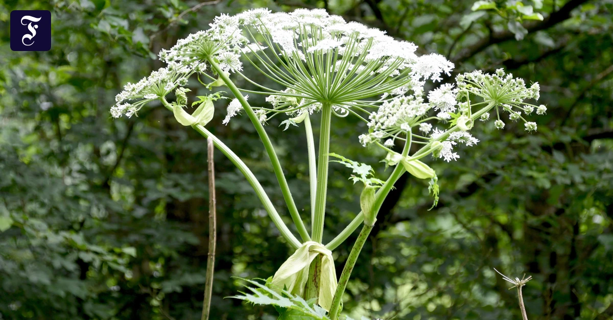 Botanik-Kolumne: Botanische Kreaturen sinnen auf Rache