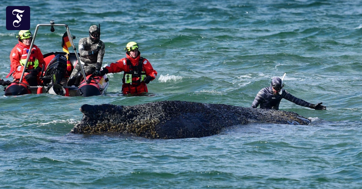F.A.Z. Podcast für Deutschland: Die Rettung des Wals: „Show, die sein Leid vergrößert"