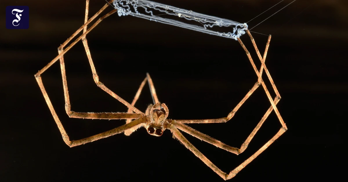 Biologie-Wenn-Spinnen-mit-ihren-Netzen-werfen