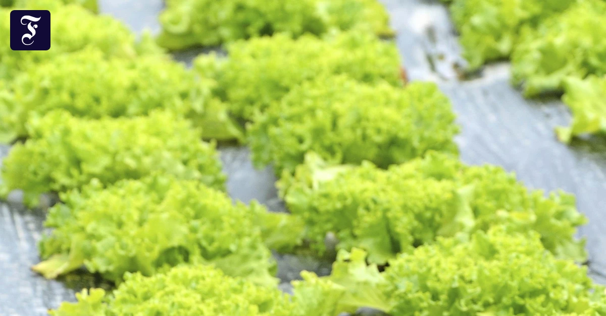 Mikroplastik-Wie-viel-Kunststoff-bleibt-im-K-rper-