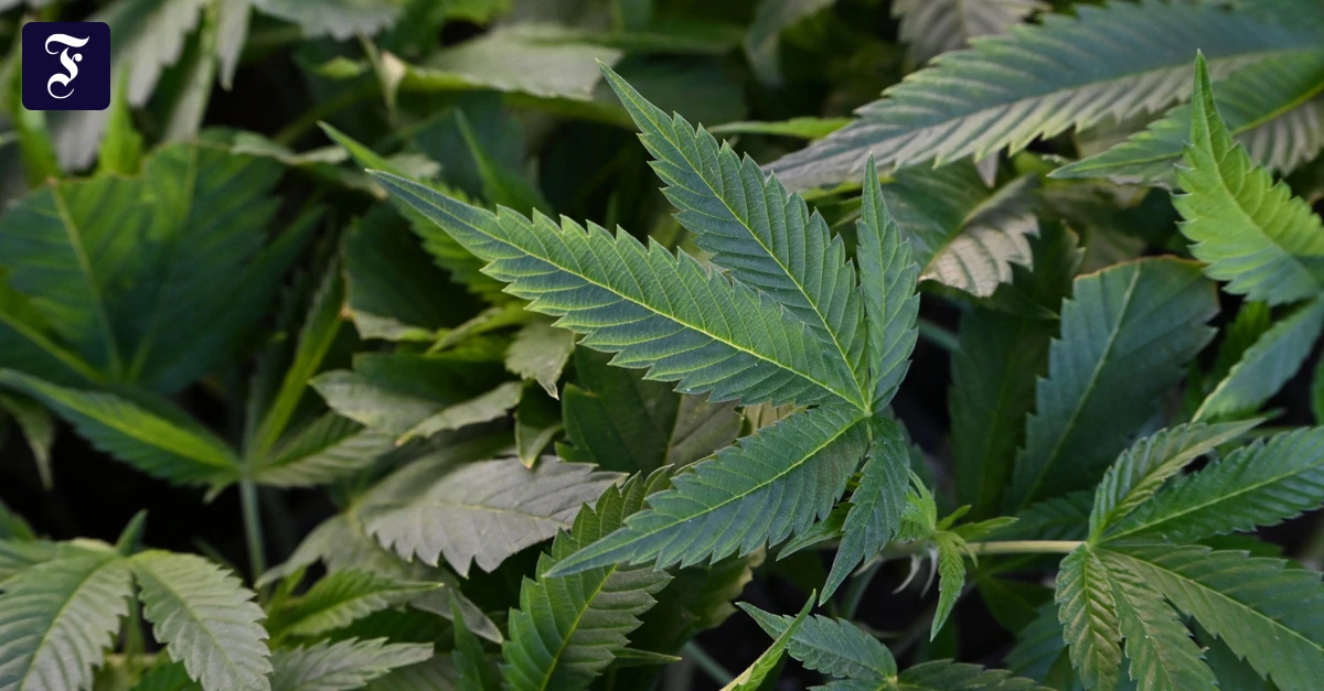 Legales-Cannabis-in-Hessen-Erster-Cannabis-Club-f-hrt-Ernte-ein