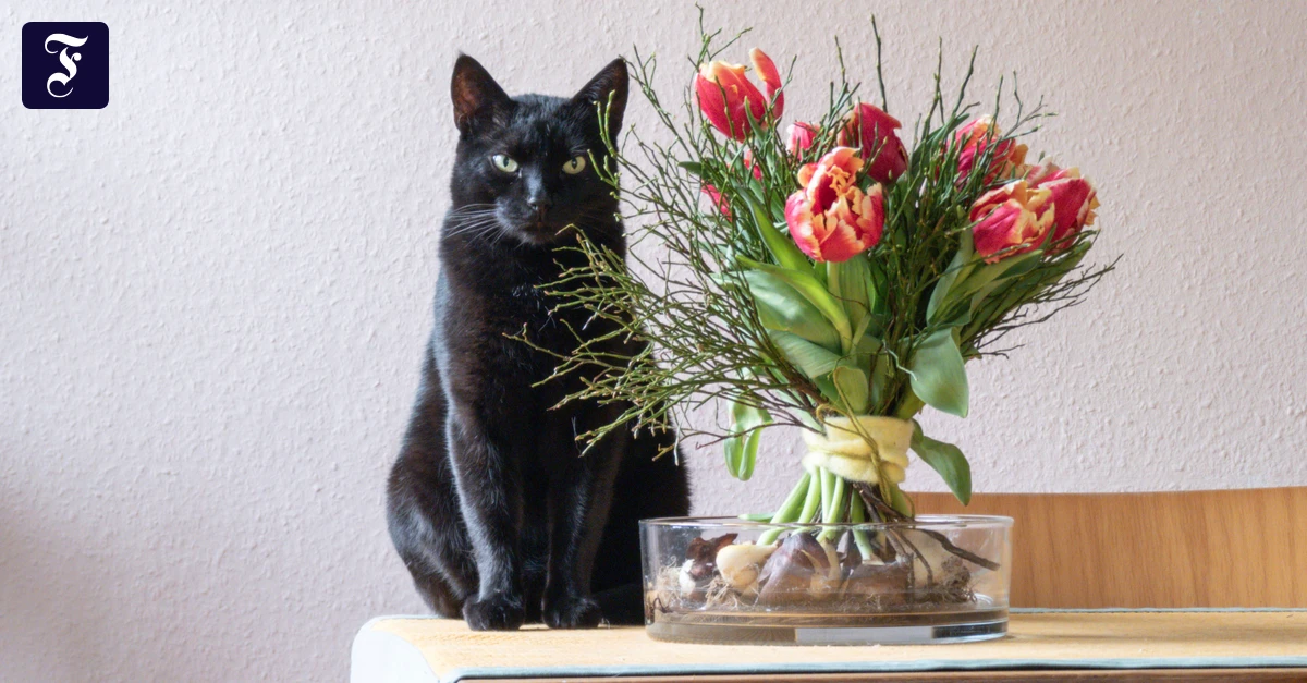 Aberglaube: Wieso Freitag, der 13., als Unglückstag gilt