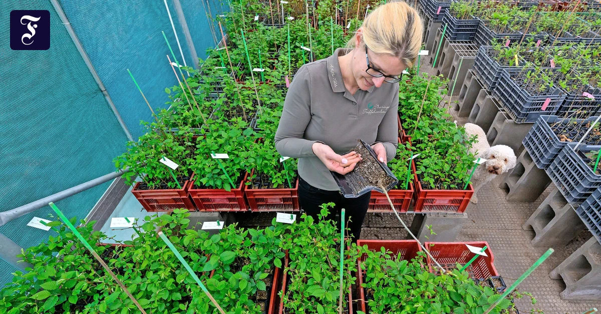 Kostbare-Kulturg-ter-Wie-man-auch-in-Deutschland-Tr-ffel-ernten-kann